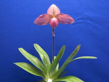 Paph.Deli Saint　濃色選別品_画像3