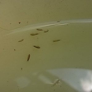 ヨコエビ 餌用 水槽のお掃除用 50匹 2～5ミリサイズの画像3
