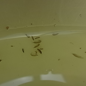 ヨコエビ 餌用 水槽のお掃除用 50匹 2～5ミリサイズの画像1