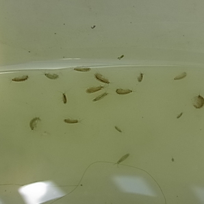 ヨコエビ 餌用 水槽のお掃除用 50匹 2～5ミリサイズの画像4