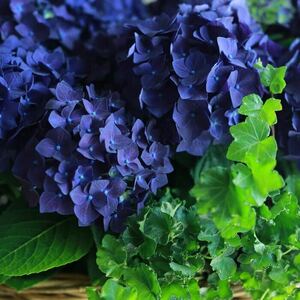  hydrangea deep purple flower. seedling purple . flower 