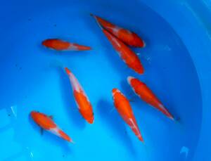 古沢養魚場　紅白10～12cm　7尾　当歳