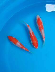 古沢養魚場　品評会用紅白　12cm前後　3尾　当歳