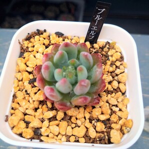 ￥100スタ〜【ブルーエルフ】韓国苗 エケベリア 多肉植物 火曜日発送 4/23撮影の画像1