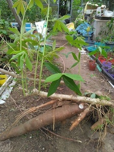 ★ Ферма Amami ★ imo cassava potato manjokka приблизительно 2 кг свежевыкай