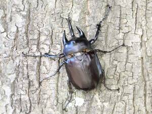 ペルー産　レックスゾウカブト　３齢幼虫ペア　旧 アクティオン