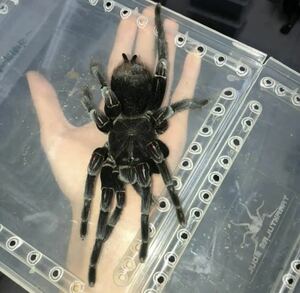 Pamphobeteus cf.antinous“Big Black”タランチュラ LS6cm程 ムカデセンチピードカマキリマンティスわらじむしあり蟻サソリメルラネラ奇蟲