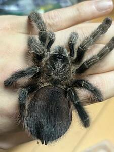 【♀確定】タラポトピンクトゥツリースパイダータランチュラ Avicularia merianae LS10cm程 ムカデセンチピードサソリウデムシカマキリ奇虫