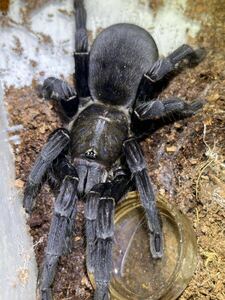 ビッグブラックアースタイガータランチュラ LS1cm程タランチュラムカデアースタイガーセンチピードサソリカマキリ奇虫奇蟲ウデムシ蜘蛛