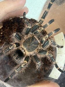 【♂確定】チャコジャイアントゴールデンストライプニータランチュラGrammostola pulchripesLS10cm程 ゴキブリムカデカマキリマンティス