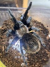 【♀確定】Aphonopelma sp. Cuyuca メキシカンレッド&ゴールドタランチュラ LS9cm程 ムカデセンチピードサソリカマキリマンティスウデムシ_画像1