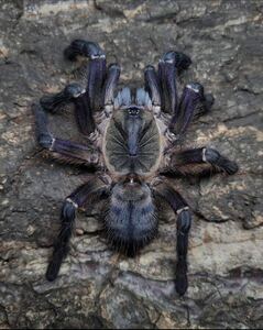 Ornithoctoninae sp. phan cay blueタランチュラ LS5cm程 ムカデセンチピードサソリカマキリマンティスプレデタービートル奇蟲ヒヨケムシ