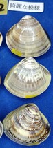 蛤 YMS−24-0420-2　綺麗な模様35mm×21個　　江戸前　ハマグリ　貝殻　標本　材料_画像5