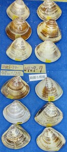 蛤 YMRS−24-0429-7　綺麗な模様45mm×12個　　江戸前　ハマグリ　貝殻　標本　材料