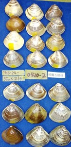 蛤 YMS−24-0420-2　綺麗な模様35mm×21個　　江戸前　ハマグリ　貝殻　標本　材料