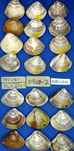 蛤 YMS−24-0420-2　綺麗な模様35mm×21個　　江戸前　ハマグリ　貝殻　標本　材料_画像6