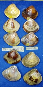 蛤 YMRS−24-0427-13　55mm×10個　　江戸前　ハマグリ　貝殻　標本　材料