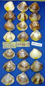 蛤 YMS−24-0420-3　綺麗な模様35mm×21個　　江戸前　ハマグリ　貝殻　標本　材料