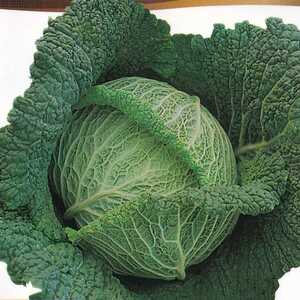  Savoy cabbage. seeds 30 bead . raw kind DI PIACENZA[2024.12] leaf. center till green color. cabbage small ... feature. crepe-de-chine cabbage fixation kind 