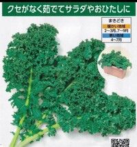 食べる健康ケールの種子 30粒 くせがなく茹でて茎まで食べられる！ プランターでも栽培可能 大きくなりすぎず葉が多いタイプ！_画像1