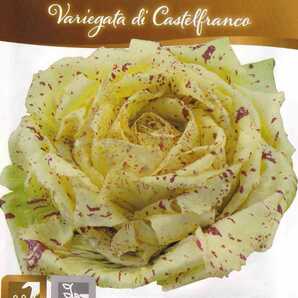 リーフチコリーの種子 60粒 カステルフランコ Castelfranco ワインレッドの斑点入チコリ！ 固定種の画像1