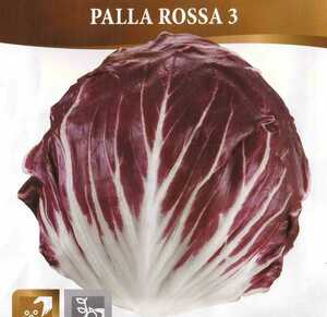 リーフチコリーの種子 60粒 PALLA ROSSA 3 コンパクトに結球する品種！赤い葉に白の葉脈のチコリ 固定種