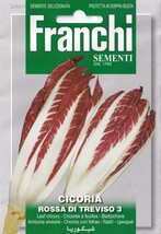 チコリーの種子 100粒 ROSSA DI TREVISO 3 外葉を取り中の芯部分を食用に！ 固定種 リーフ チコリ トレヴィーゾ_画像2