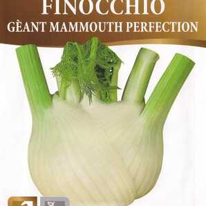 フェンネル マンモスの種子 30粒 ジャイアント Geant Mammouth perfection【2025.12】固定種 フローレンスフェンネルの画像2