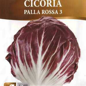 リーフチコリーの種子 60粒 PALLA ROSSA 3 コンパクトに結球する品種！赤い葉に白の葉脈のチコリ 固定種の画像2