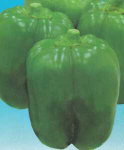 やわらかいピーマンの種子 10粒 カリフォルニアワンダー 光沢があり濃い緑色の大きめのピーマン 果肉が厚くやわらかい