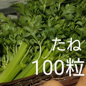 セルリーの種子 100粒 生食に適したセロリ！ セロリの種の画像1