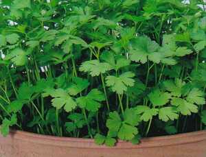  italian parsley. kind 80 bead herb pot * planter also cultivation possibility!