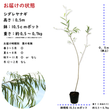 シダレヤナギ 0.5m 7.5cmポット 苗_画像2