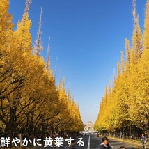 イチョウ 1.7m 露地 2本 苗木_画像3