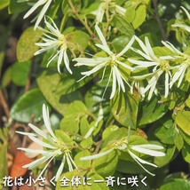 トキワマンサク青葉白花 1.2m 15cmポット 10本×2 苗_画像6