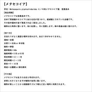 メタセコイア 0.5m 10.5cmポット 苗の画像8