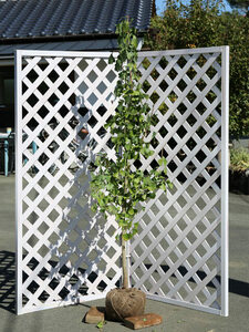  ginkgo biloba 1.7m. ground 2 ps sapling 