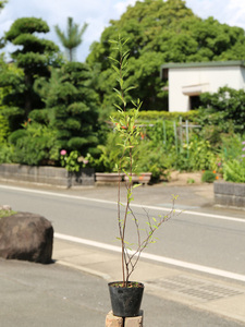 コデマリ 0.5m 10.5cmポット 苗