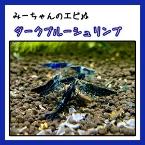 【みーちゃんのえび】　ダークブルーシュリンプ　10匹セット　　