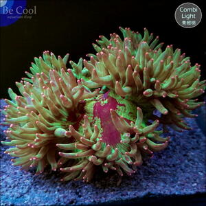 J86 trumpet coral (11cm rom and rear (before and after) )
