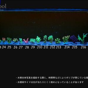 J１７ミドリイシｓｐ（１４ｃｍ前後）の画像6