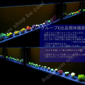 K６２カクオオトゲキクメイシ（４ｃｍ前後）の画像6