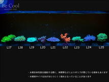 L２３ハナヤサイサンゴ（１２ｃｍ前後）_画像6