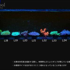 L２５フトトゲサンゴ（１１ｃｍ前後）の画像6