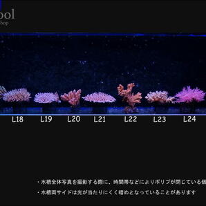 L２５フトトゲサンゴ（１１ｃｍ前後）の画像5