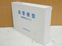 中古 湧永製薬 血管模型 動脈硬化モデル_画像7