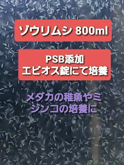 ゾウリムシ 800ml メダカなどの稚魚のエサ 大容量