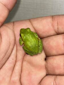  Schlegel's green tree frog male 1 female 2madala Shizuoka prefecture 