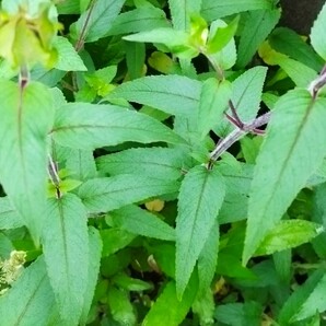 モナルダ 濃いピンク 宿根草 多年草 病害虫に強い 花 苗 花苗 ガーデニング 花壇 ハーブ ポプリ イングリッシュガーデンの画像2