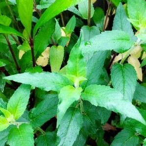 モナルダ 濃いピンク 宿根草 多年草 病害虫に強い 花 苗 花苗 ガーデニング 花壇 ハーブ ポプリ イングリッシュガーデンの画像8